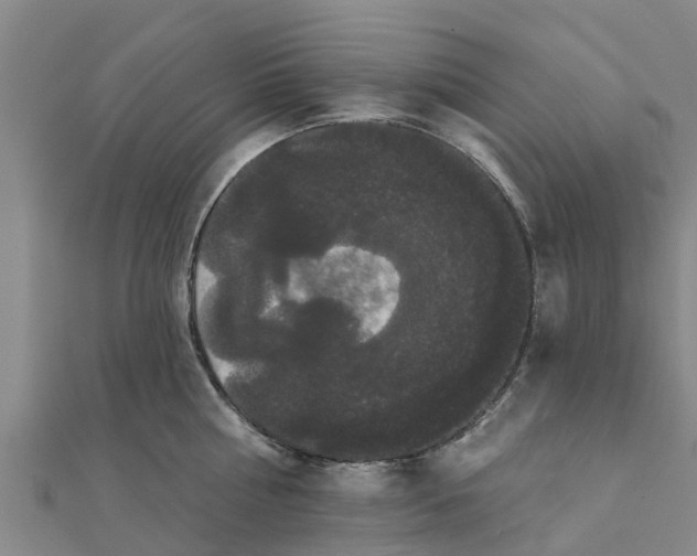 X0000111520810200908041242
