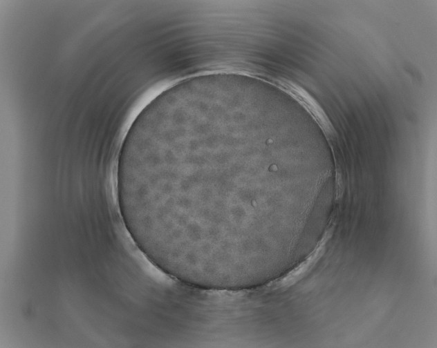 X0000111520812200908041242