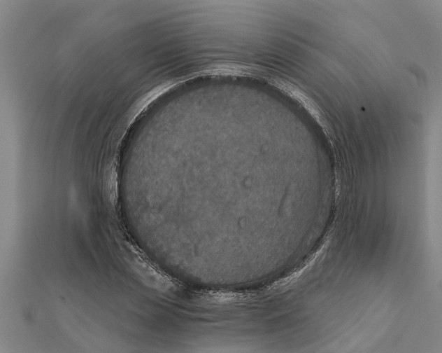 X0000111520829200908041242