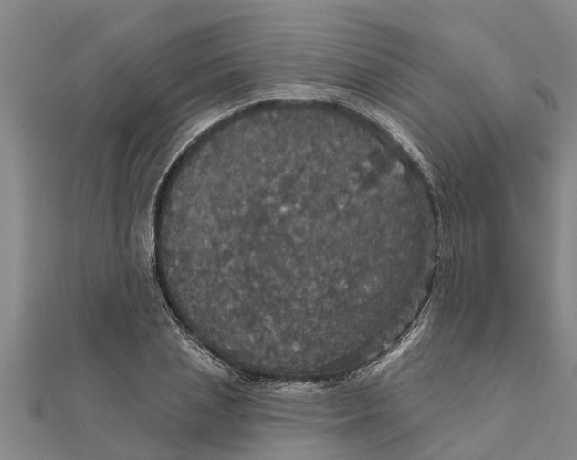 X0000111520837200908041242