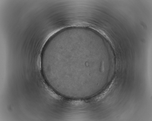 X0000111520838200908041242