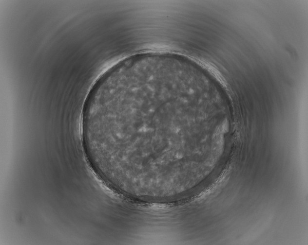 X0000111520839200908041242
