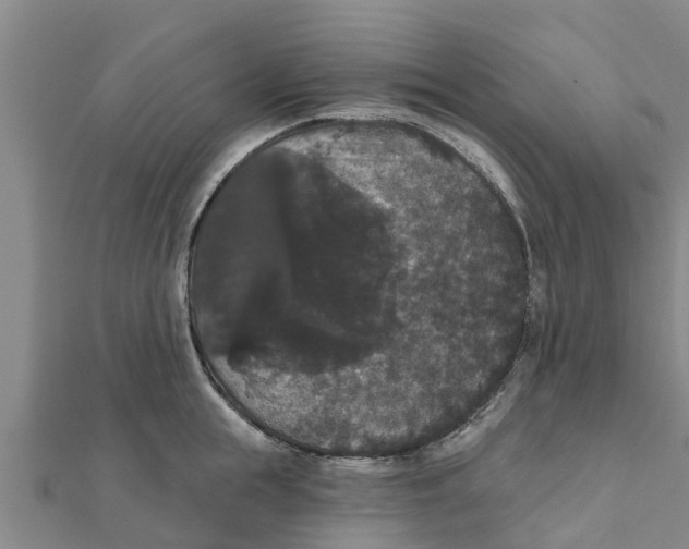 X0000111520855200908041242