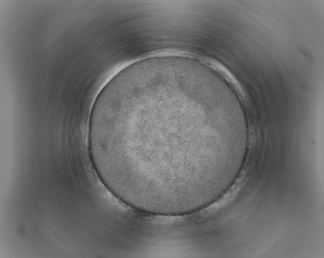 X0000111520860200908041242