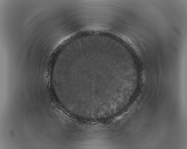 X0000111520872200908041241