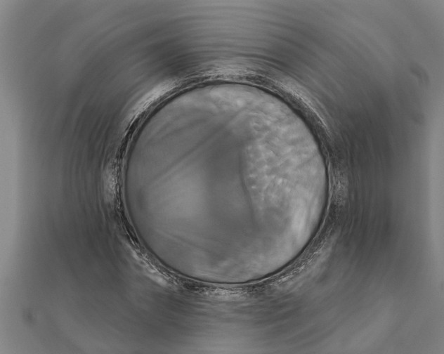 X0000111520874200908041241