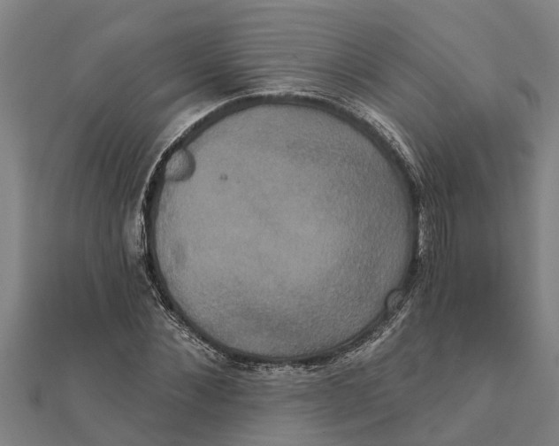 X0000111520876200908041241