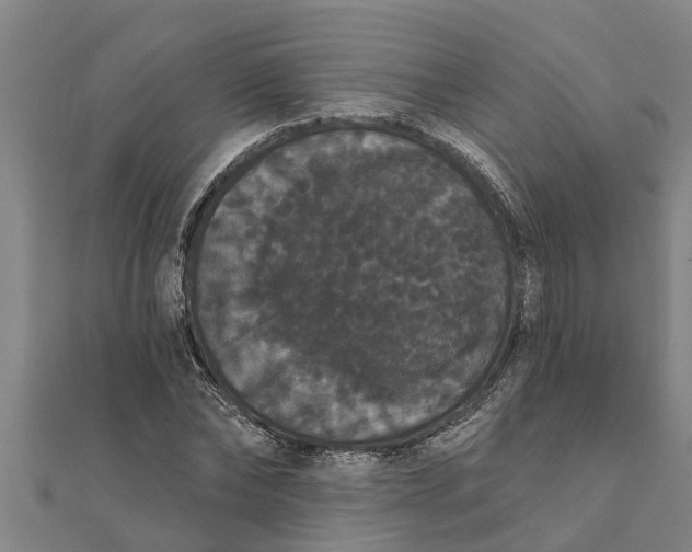 X0000111520878200908041241
