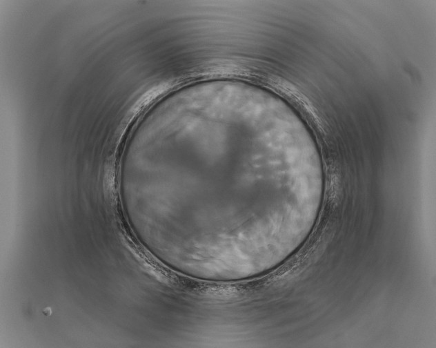 X0000111520882200908041241
