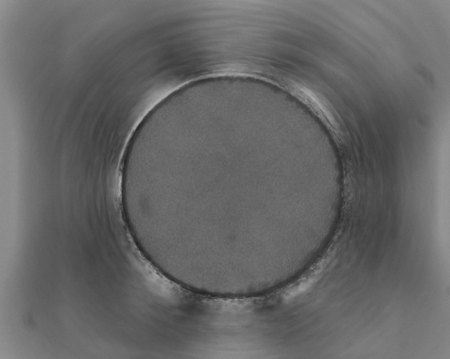 X0000111520900200908041241