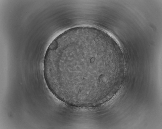 X0000111520951200908041241