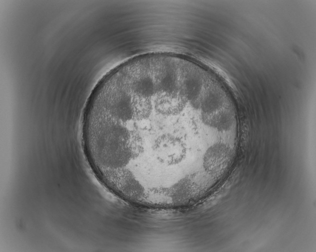 X0000111520991200908041240