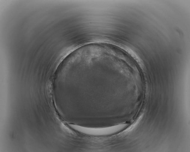 X0000111521001200908041240