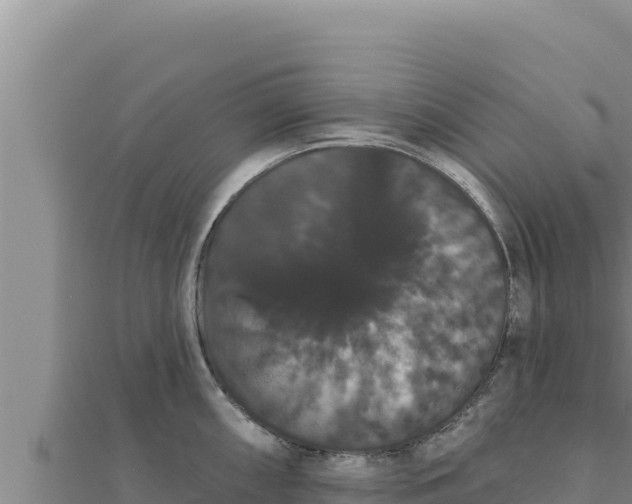X0000111521098200908041238