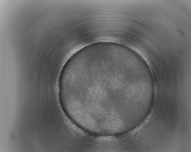 X0000111521133200908041238