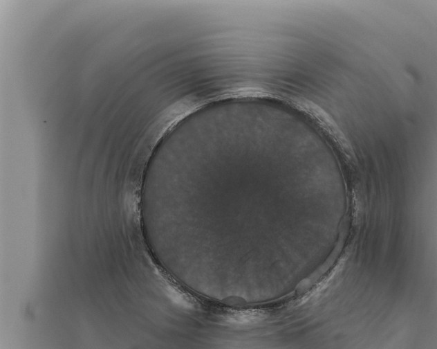 X0000111521225200908041237