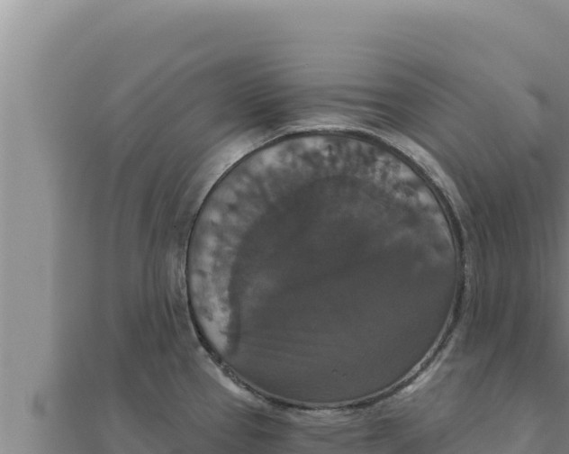 X0000111521337200908041235