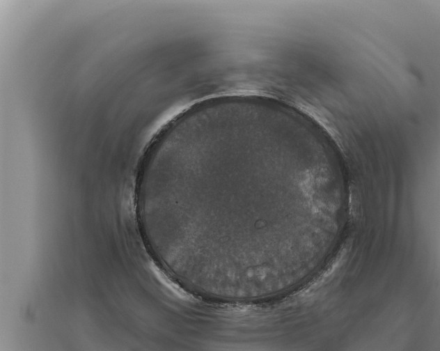 X0000111521452200908041233