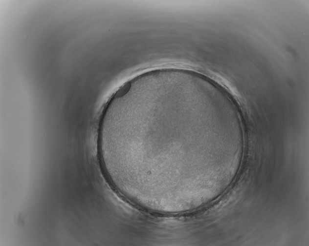 X0000111521504200908041233