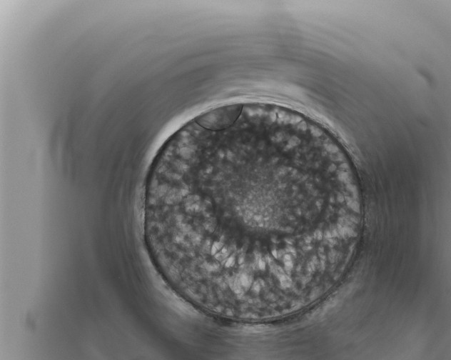 X0000111521522200908041233