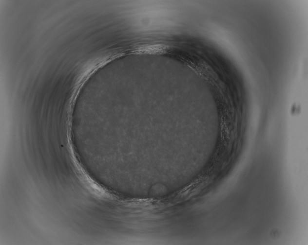X0000111520049200908111212