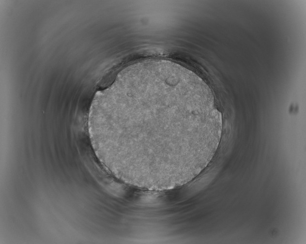 X0000111520096200908111213