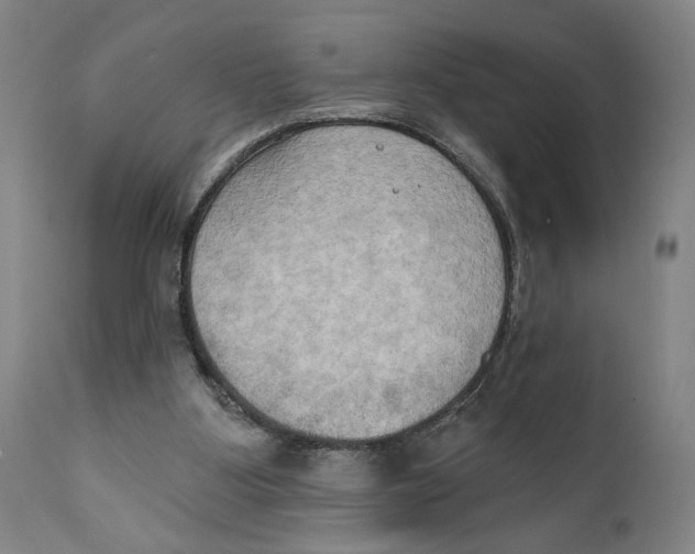 X0000111520107200908111212