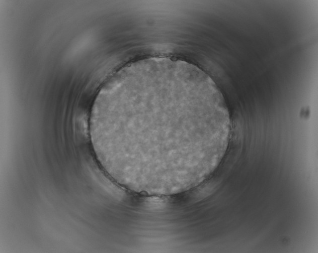 X0000111520238200908111210