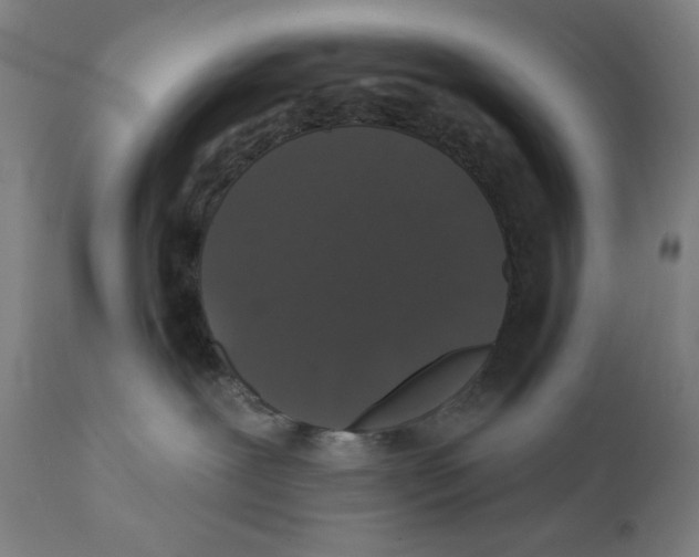 X0000111520239200908111210