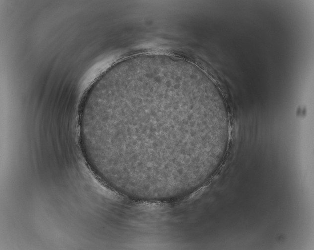 X0000111520245200908111209