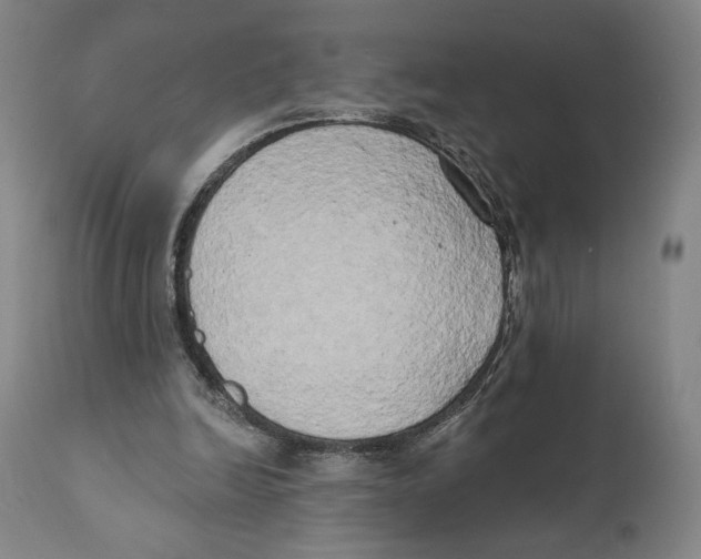 X0000111520246200908111209