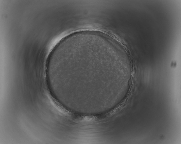 X0000111520248200908111209