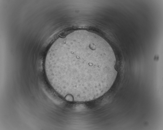 X0000111520262200908111209