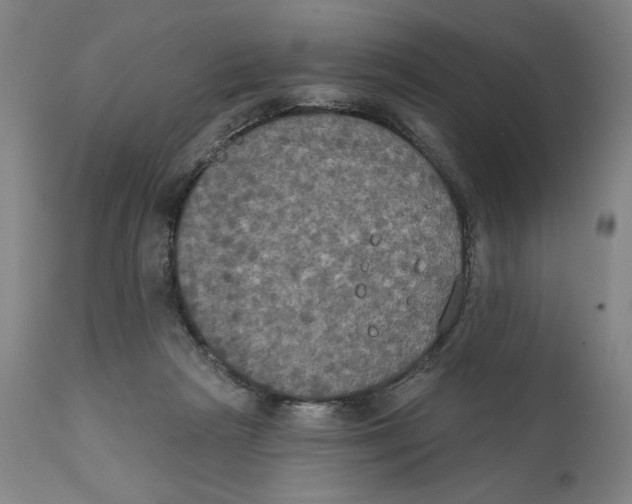 X0000111520265200908111209