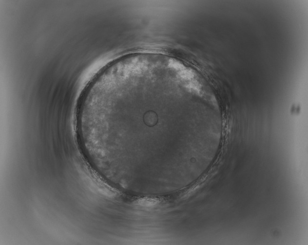 X0000111520294200908111209