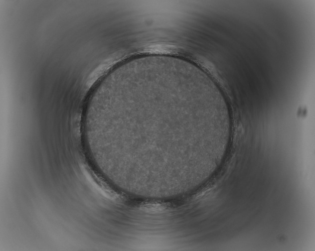 X0000111520299200908111209