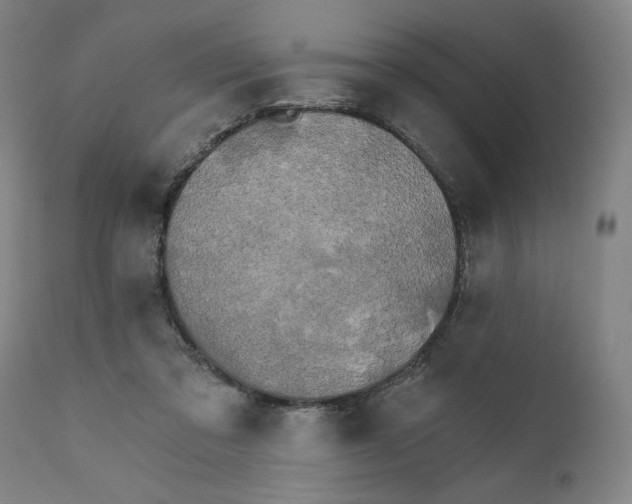 X0000111520309200908111208