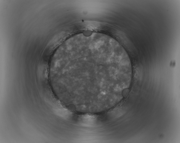 X0000111520313200908111208