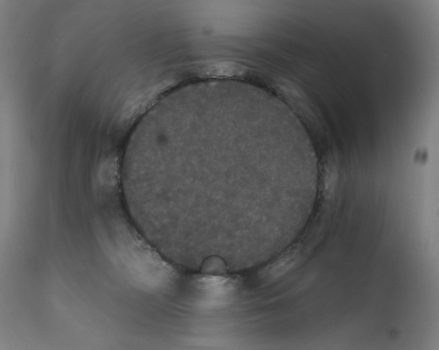 X0000111520326200908111208