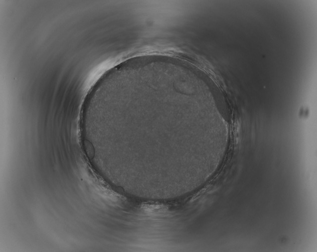 X0000111520340200908111207