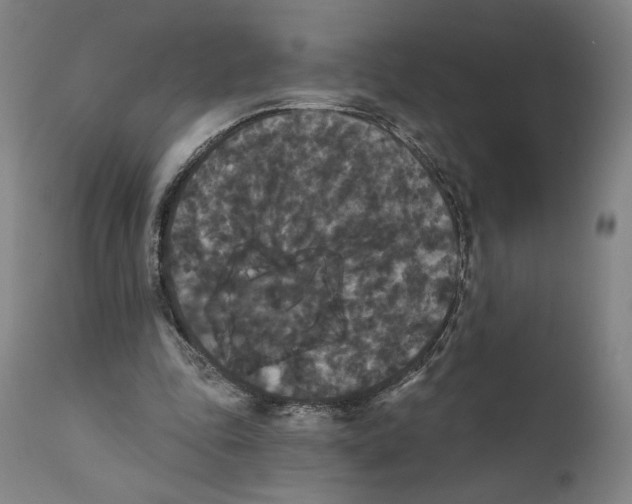 X0000111520343200908111207