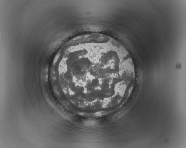 X0000111520358200908111207