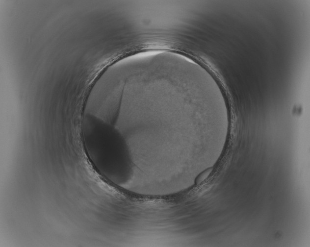 X0000111520385200908111207