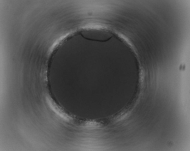 X0000111520399200908111207