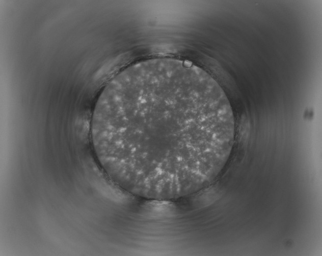 X0000111520427200908111207