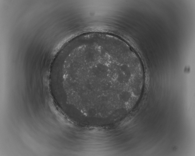 X0000111520434200908111206