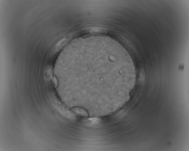 X0000111520478200908111207