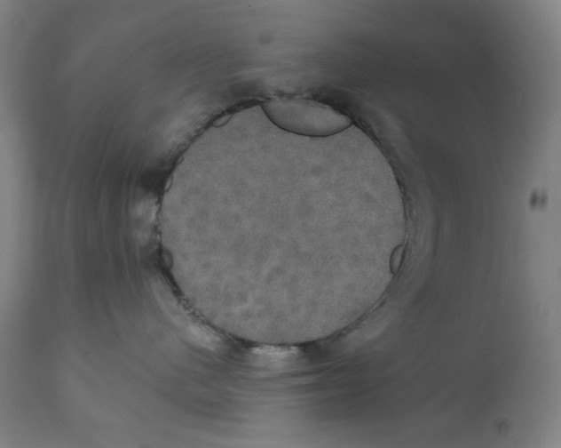 X0000111520480200908111207
