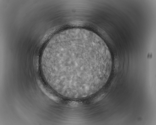 X0000111520494200908111206