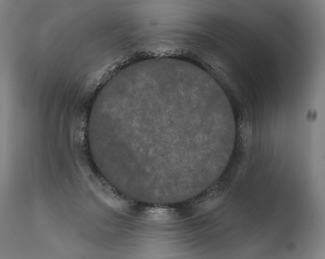 X0000111520499200908111206